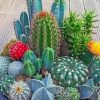 Mini Cactus Garden paint by numbers
