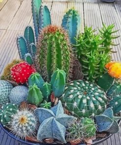 Mini Cactus Garden paint by numbers