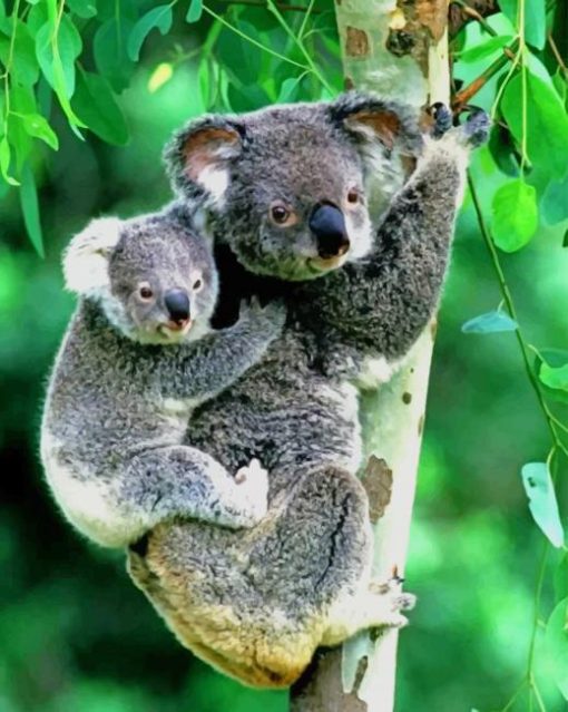 Mom and Her Little Baby koala paint by numbers