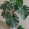 Monstera Plant paint by numbers