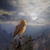 Moon Fantasy Owl paint by number