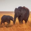 Mother Baby Elephant paint by number