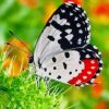Nature Butterfly paint by numbers