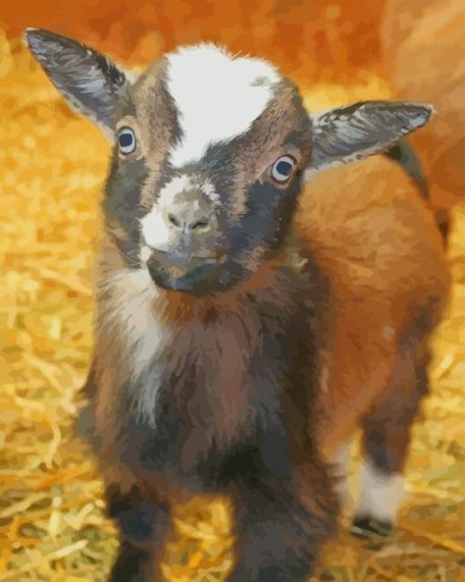 Nigerian Dwarf Goat paint by numbers
