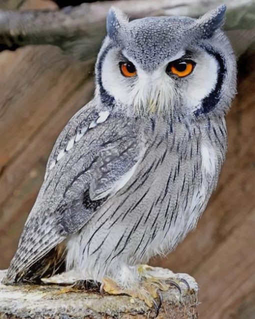 Northern Faced Owl Paint By Numbers