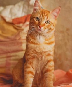 Orange Cat paint by numbers
