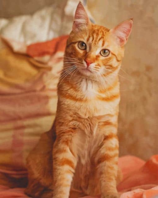 Orange Cat paint by numbers