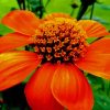 Orange Flowerpaint by numbers