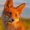 Orange Fox Animal paint by numbers