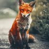 Orange Fox paint by numbers