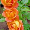 Orange Roses paint by numbers