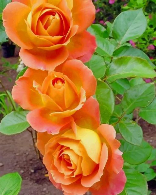 Orange Roses paint by numbers