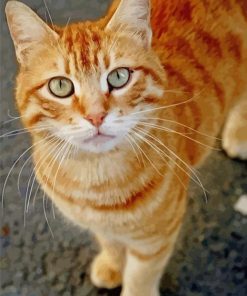 Orange Sphynx Cat paint by numbers