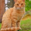 Orange Tabby Cat Sitting paint by numbers