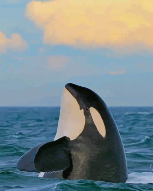 Orcas Whale paint by numbers