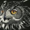 Owl Artwork paint by number