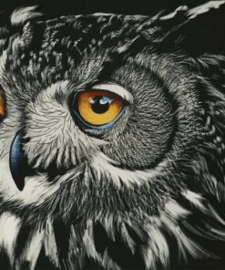 Owl Artwork paint by number