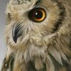 Owl Bird paint by numbers