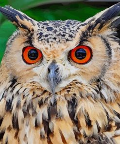Owl With Eyesight paint by numbers