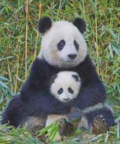 Panda And Baby paint by numbers