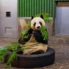 Panda Bear On Black Round Tire painting by numbers