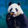 Panda Eating Food paint by numbers
