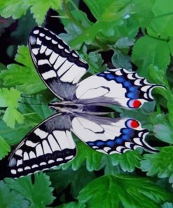 Papilio Machaon Butterfly paint by numbers