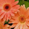 Peach Gerbera Daisy Flowers paint by numbers
