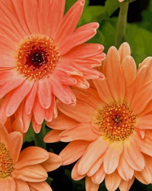 Peach Gerbera Daisy Flowers paint by numbers