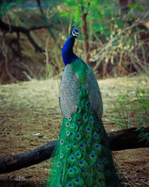 Peacock Bird With Artistic Feather paint by numbers