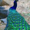 Peacock Bird paint by numbers