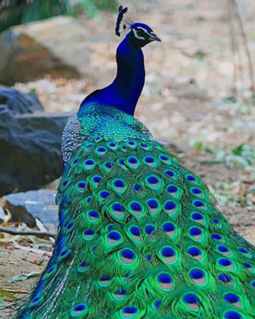 Peacock Bird paint by numbers