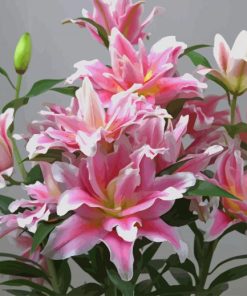 Pink Lilies paint by number