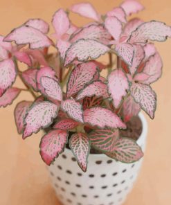 pink fittonia plant paint by number