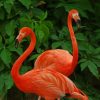 Pink Flamingo Paint By Numbers