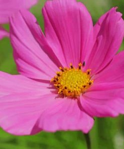 pink garden cosmos paint by numbers