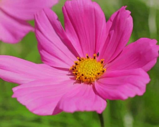 pink garden cosmos paint by numbers
