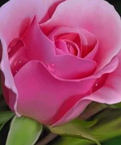 Pink Rose Flower paint by numbers