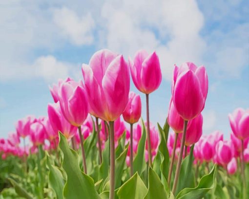 Pink Tulip Field paint by number