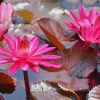 Pink Waterlilies paint by number