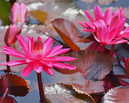 Pink Waterlilies paint by number