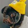 Pug With Yellow Hat paint by numbers
