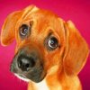 emotional face pet animal puppy dog painting by numbers