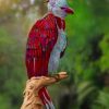Rainbow Harpy Eagle Bird paint by numbers
