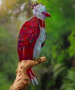 Rainbow Harpy Eagle Bird paint by numbers