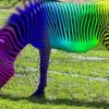 Rainbow Colored Zebra paint by numbers