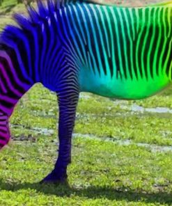 Rainbow Colored Zebra paint by numbers