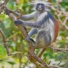 Rare Zanzibar Monkey paint by numbers