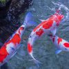 Red And White Koi Fish paint by number