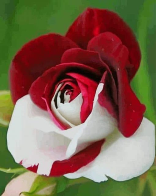 Red And White Rose paint by numbers